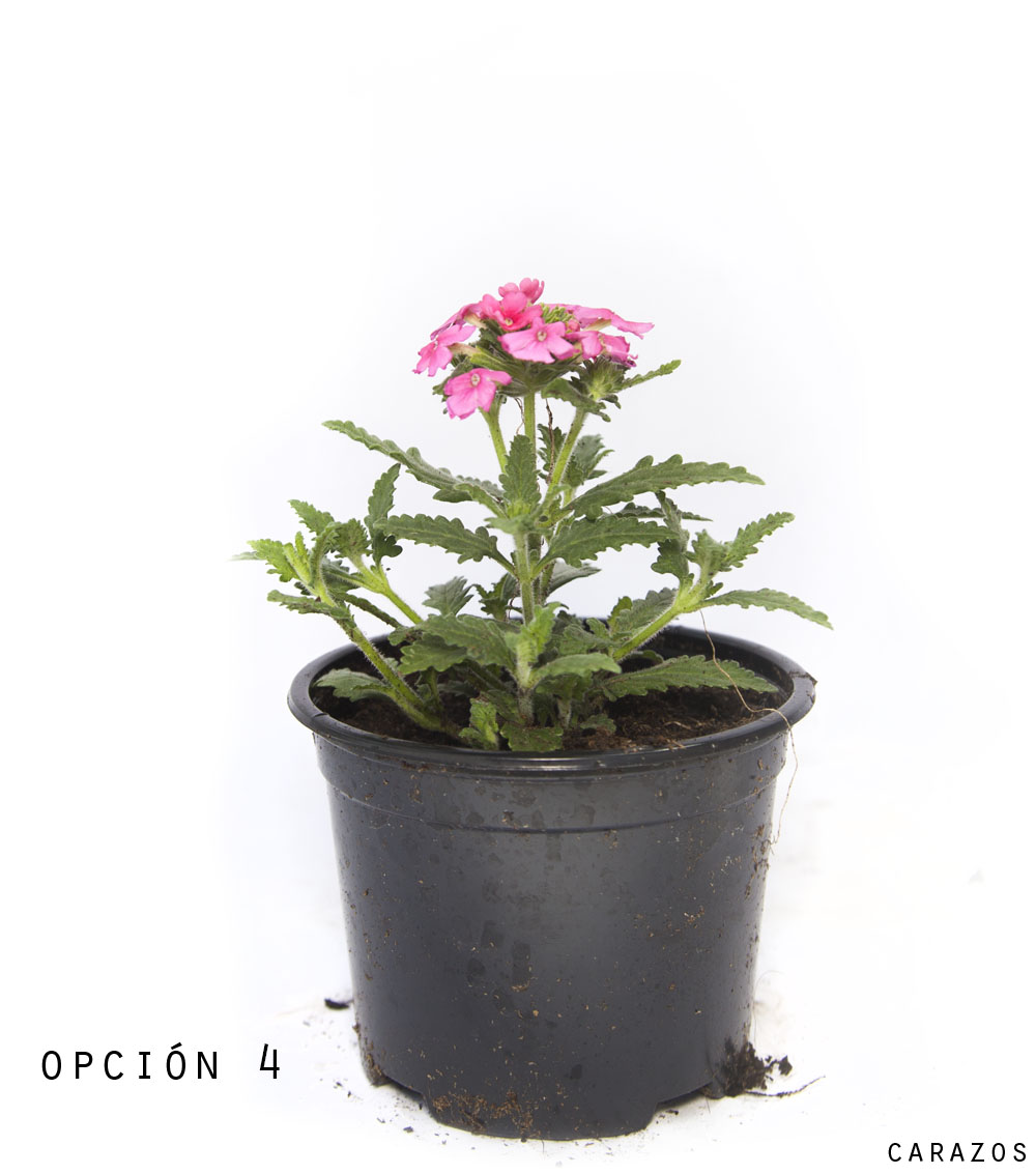 Verbena Hibrida-983