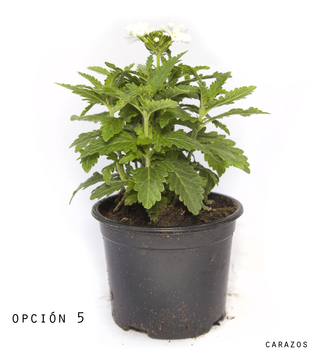 Verbena Hibrida-980
