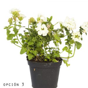 Verbena Repens-1109