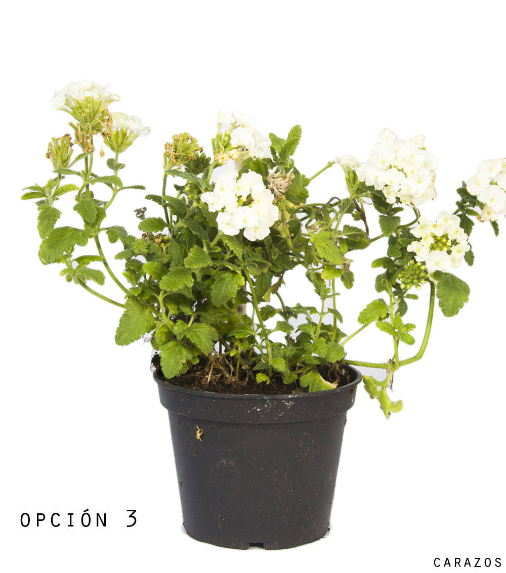 Verbena Repens-1109