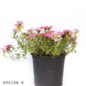 Verbena Repens-0