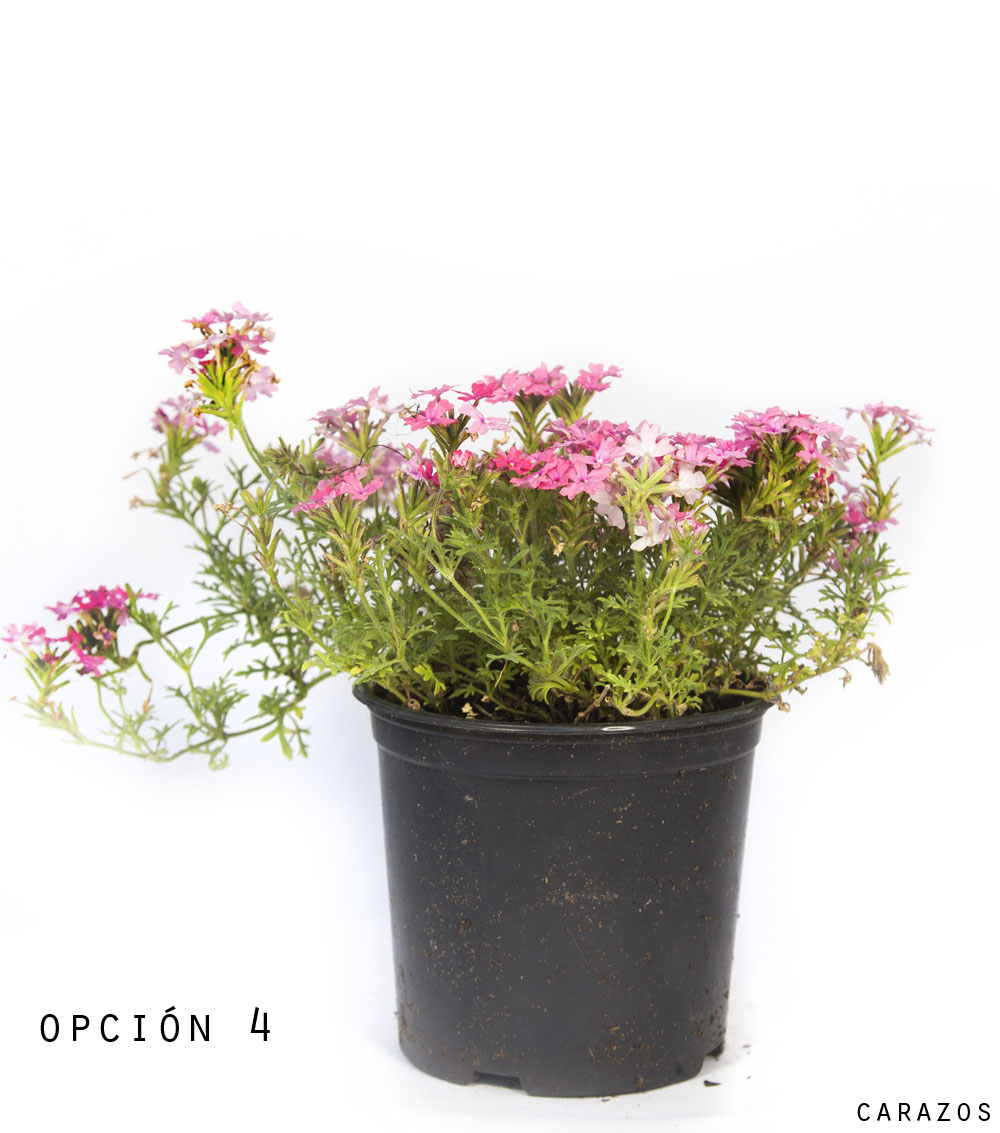Verbena Repens-0