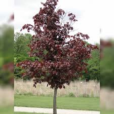 Acer platanoides"Crimson King"(hoja roja)-0