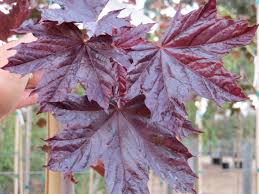 Acer platanoides"Crimson King"(hoja roja)-1678