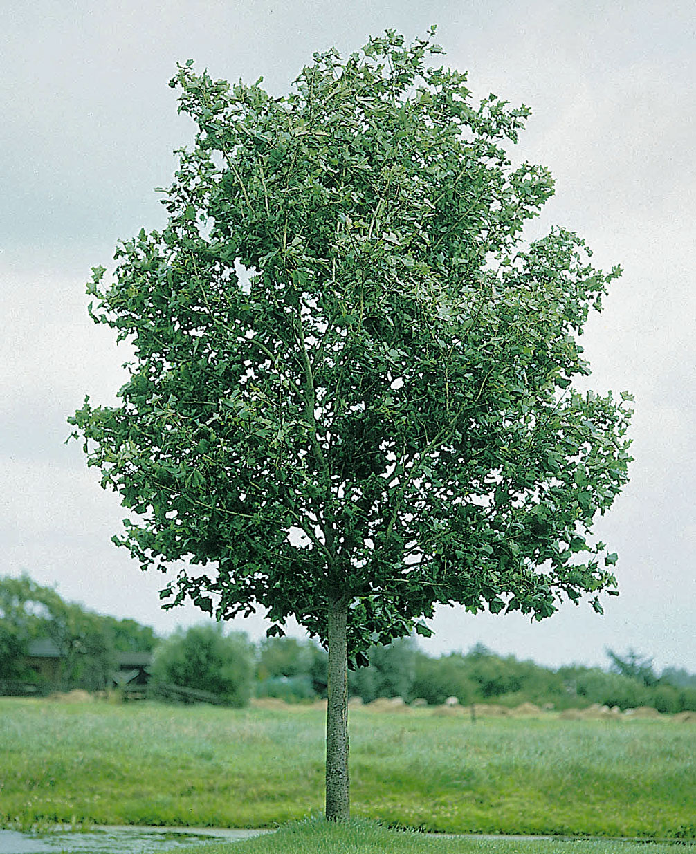 Acer platanoides(Arce Real)-0