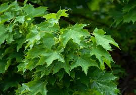 Acer platanoides(Arce Real)-1675