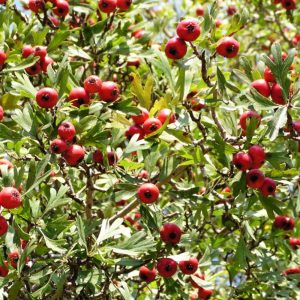 Acerolo "Crataegus azarollus"-0
