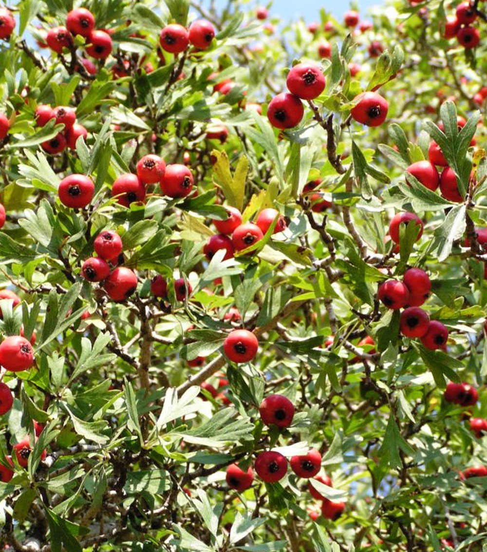 Acerolo “Crataegus azarollus”-0