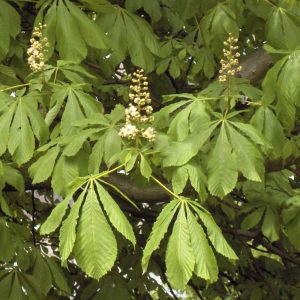 Aesculus hippocastanum (Castaño de Indias)-1252