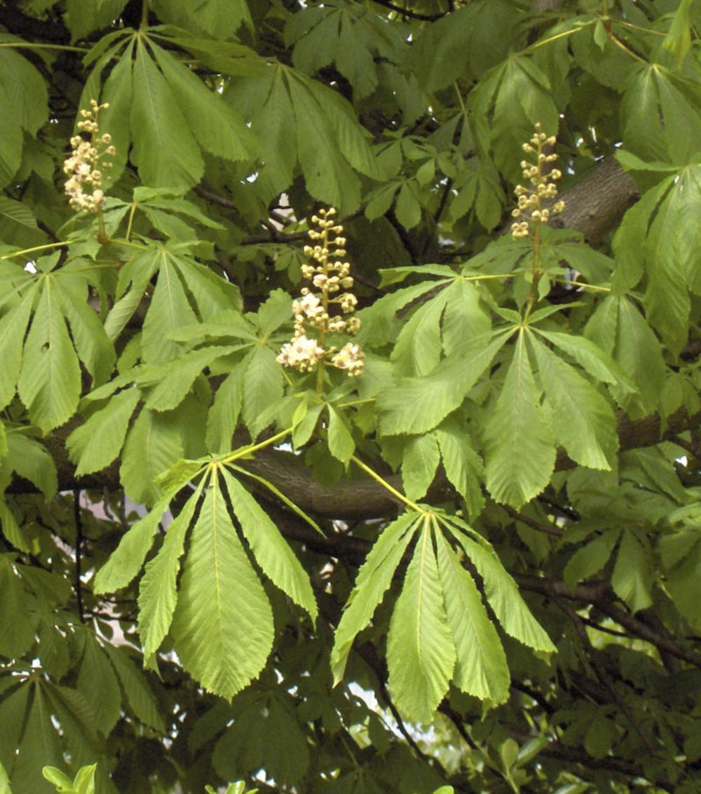 Aesculus hippocastanum (Castaño de Indias)-1252