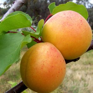 Albaricoquero "Prunus armeniaca"-0