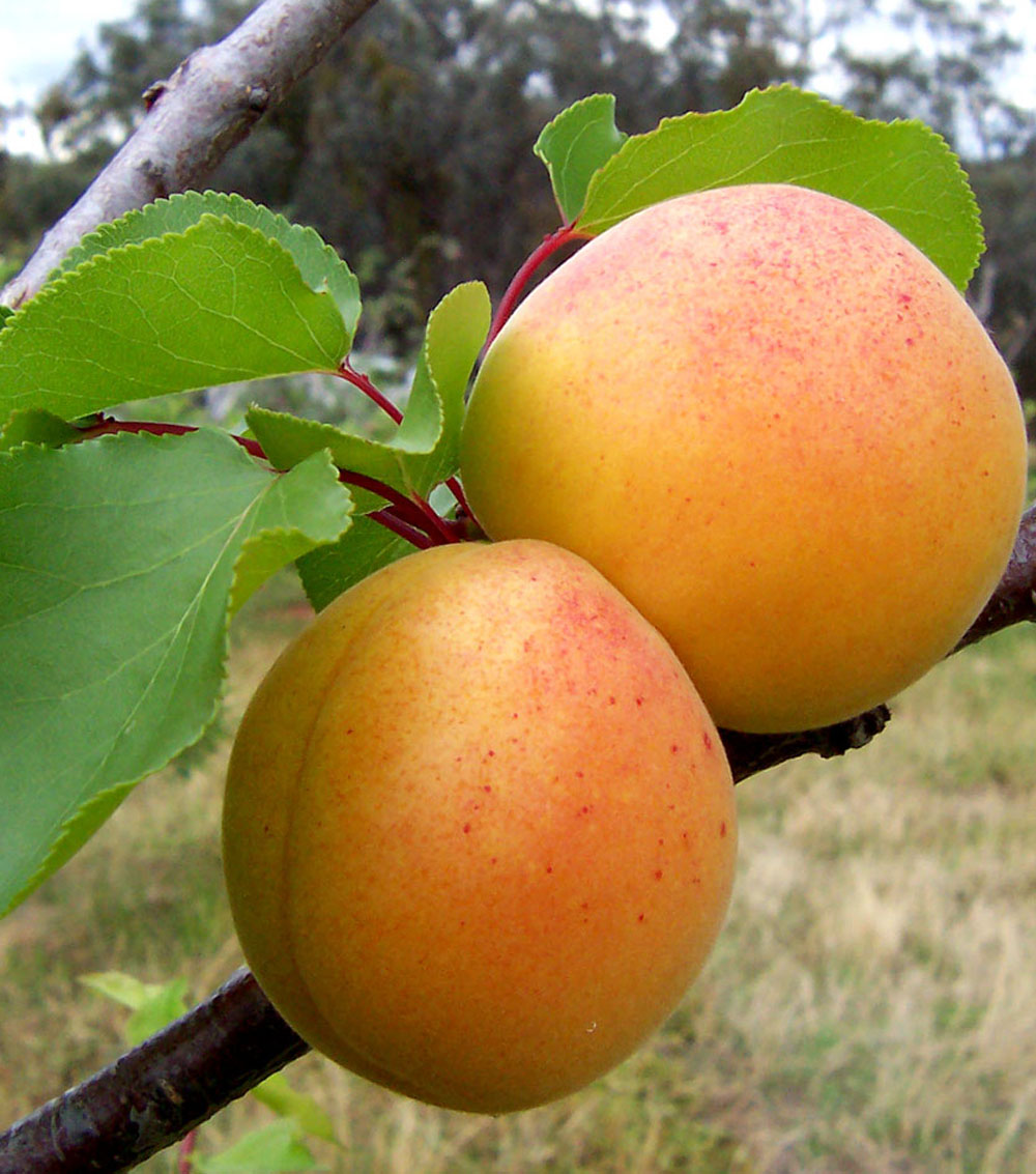 Albaricoquero “Prunus armeniaca”-0