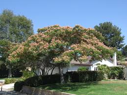 Albizia julibrissin(Acacia de Constantinopla)-1693