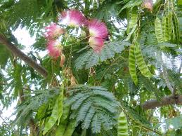 Albizia julibrissin(Acacia de Constantinopla)-1694