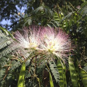 Albizia julibrissin(Acacia de Constantinopla)-0