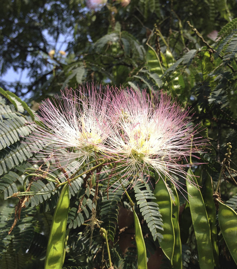 Albizia julibrissin(Acacia de Constantinopla)-0