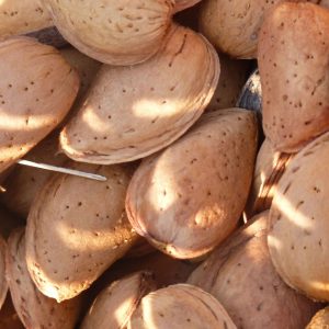 Almendro "Prunus amigdalus"-0