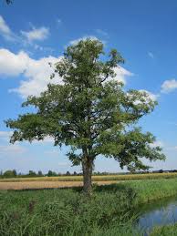 Alnus glutinosa (Aliso)-1696