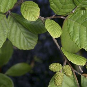 Alnus glutinosa (Aliso)-0