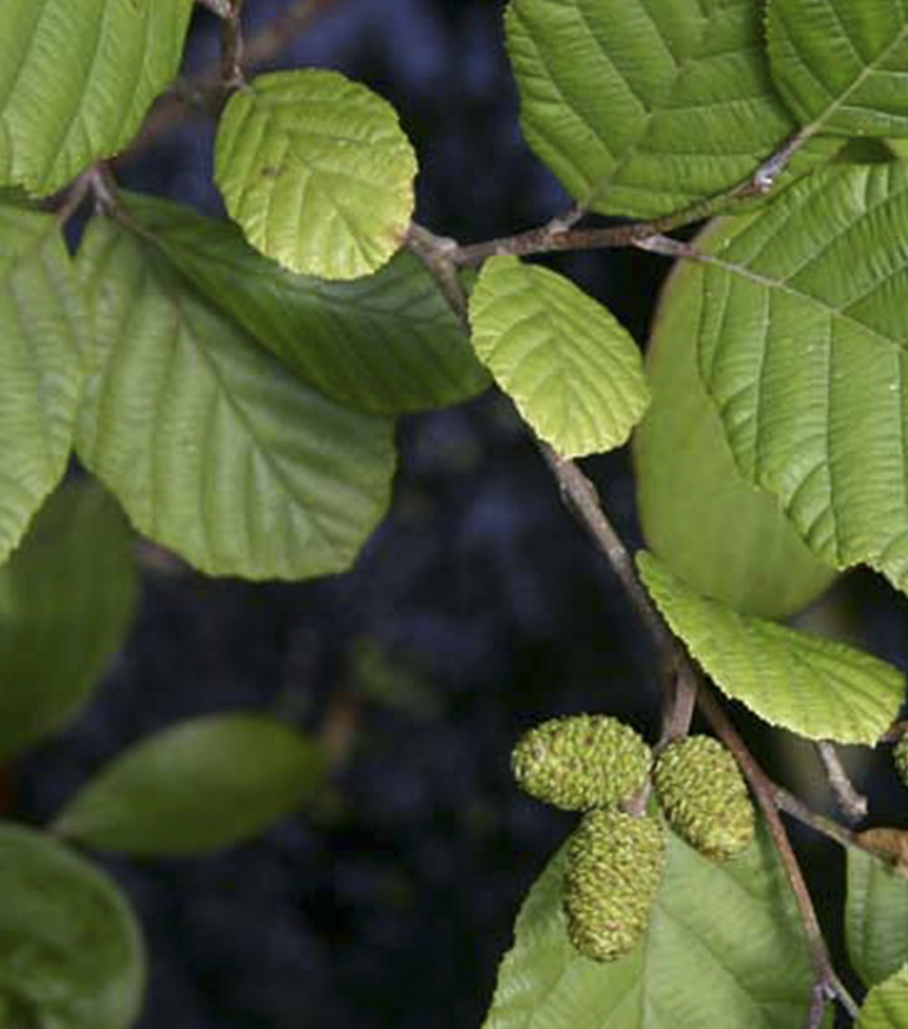 Alnus glutinosa (Aliso)-0