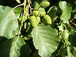 Alnus glutinosa (Aliso)-1695