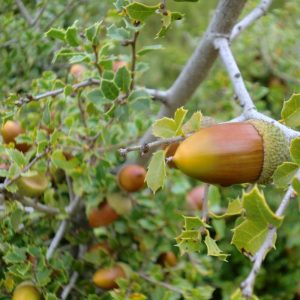 Avellano matorral "Corylus avecalla"-0