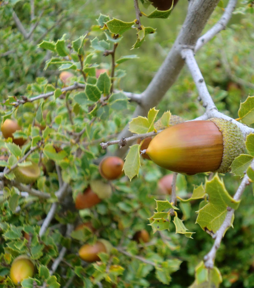 Avellano matorral “Corylus avecalla”-0