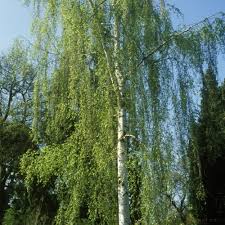 Betula alba Verrucosa (abedul)-0