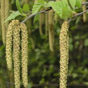 Betula alba Verrucosa (abedul)-1310