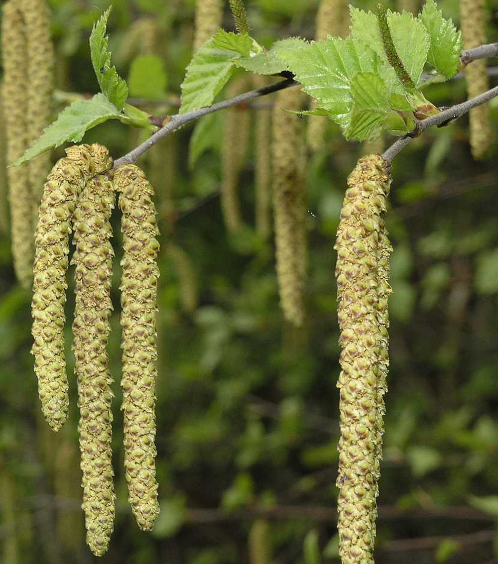 Betula alba Verrucosa (abedul)-1310