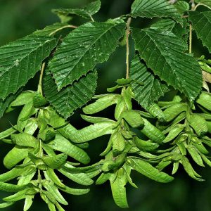 Carpinus betulus (Carpe)-0