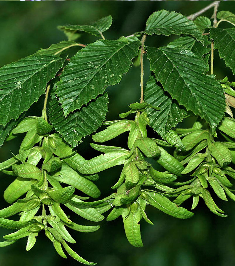 Carpinus  betulus (Carpe)-0