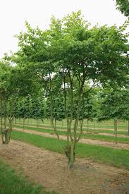 Carpinus betulus (Carpe)-1703
