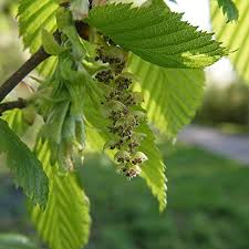 Carpinus  betulus (Carpe)-1704