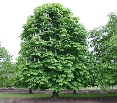 Aesculus hippocastanum (Castaño de Indias)-0
