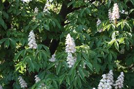 Aesculus hippocastanum (Castaño de Indias)-1688