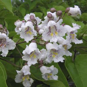 Catalpa Bignonioides-0