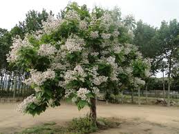 Catalpa Bignonioides-1705