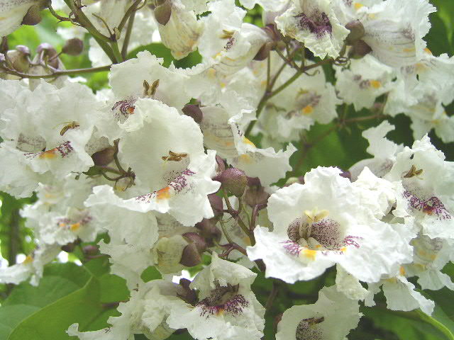 Catalpa  Bignonioides-1706