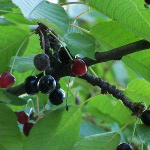 cerezo silvestre"Prunus avium"-0