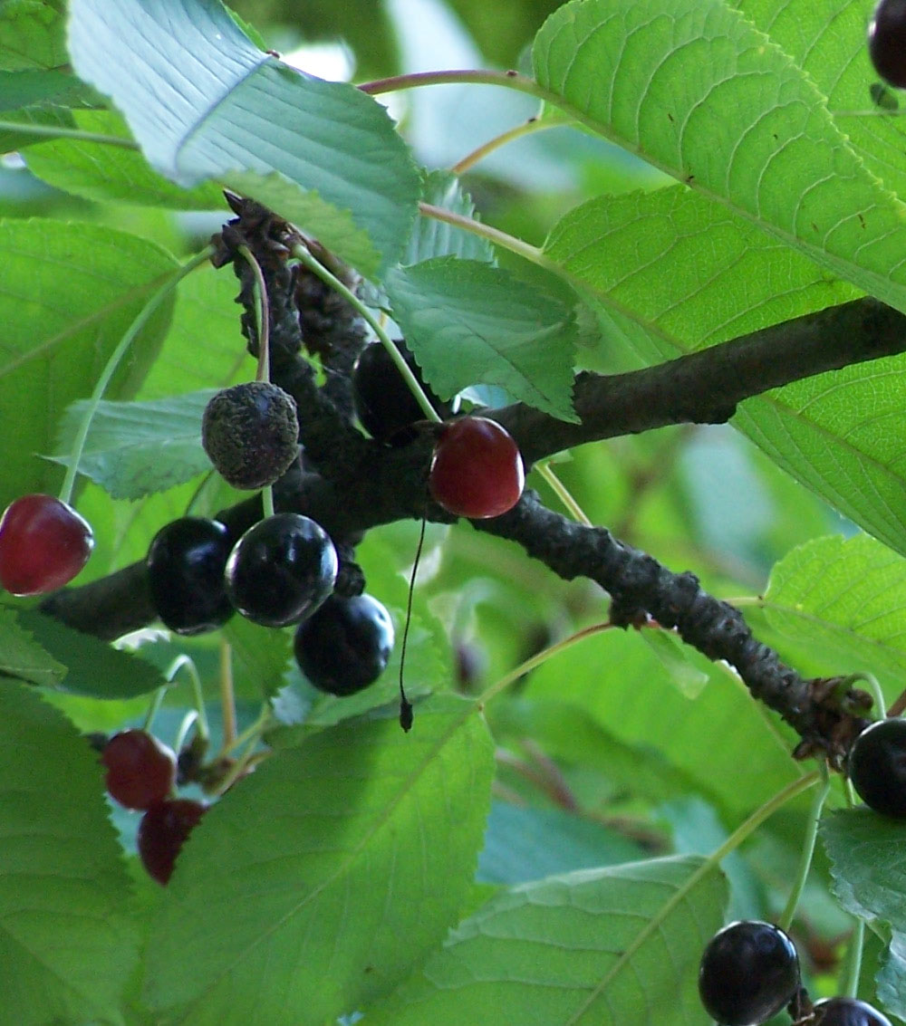 cerezo silvestre”Prunus avium”-0