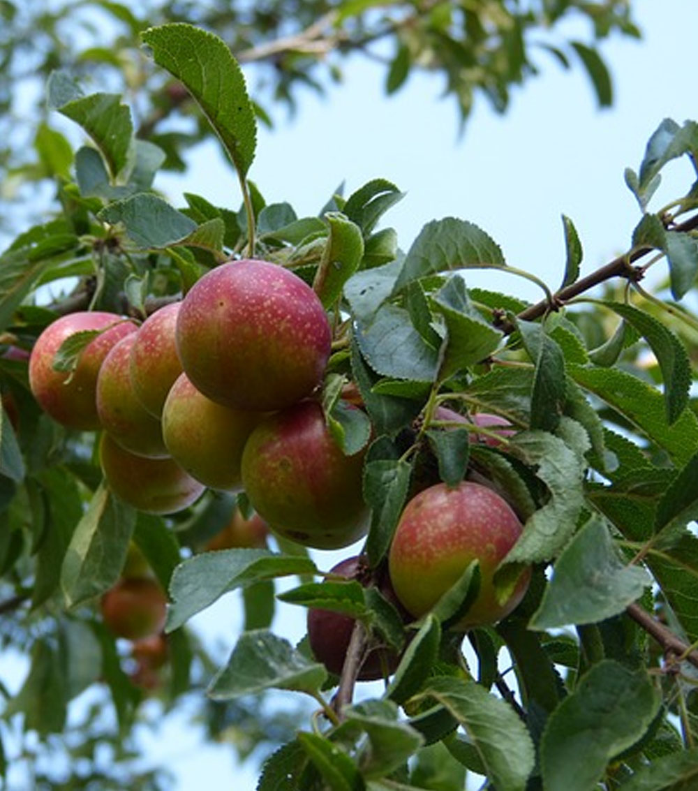 Ciruelo “Prunus domestica”-0