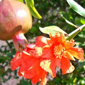Granado "Punica Granatum"-0