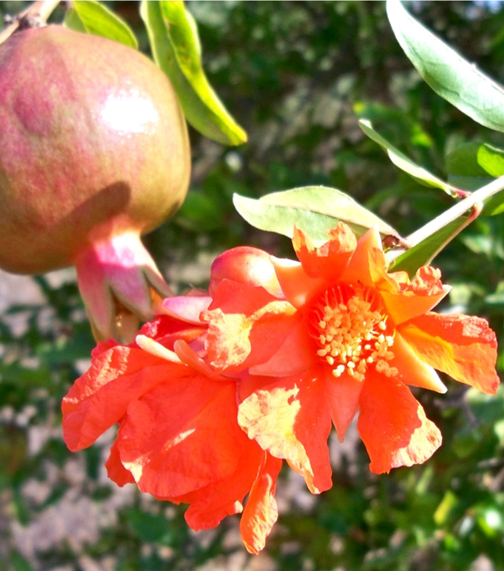 Granado “Punica Granatum”-0