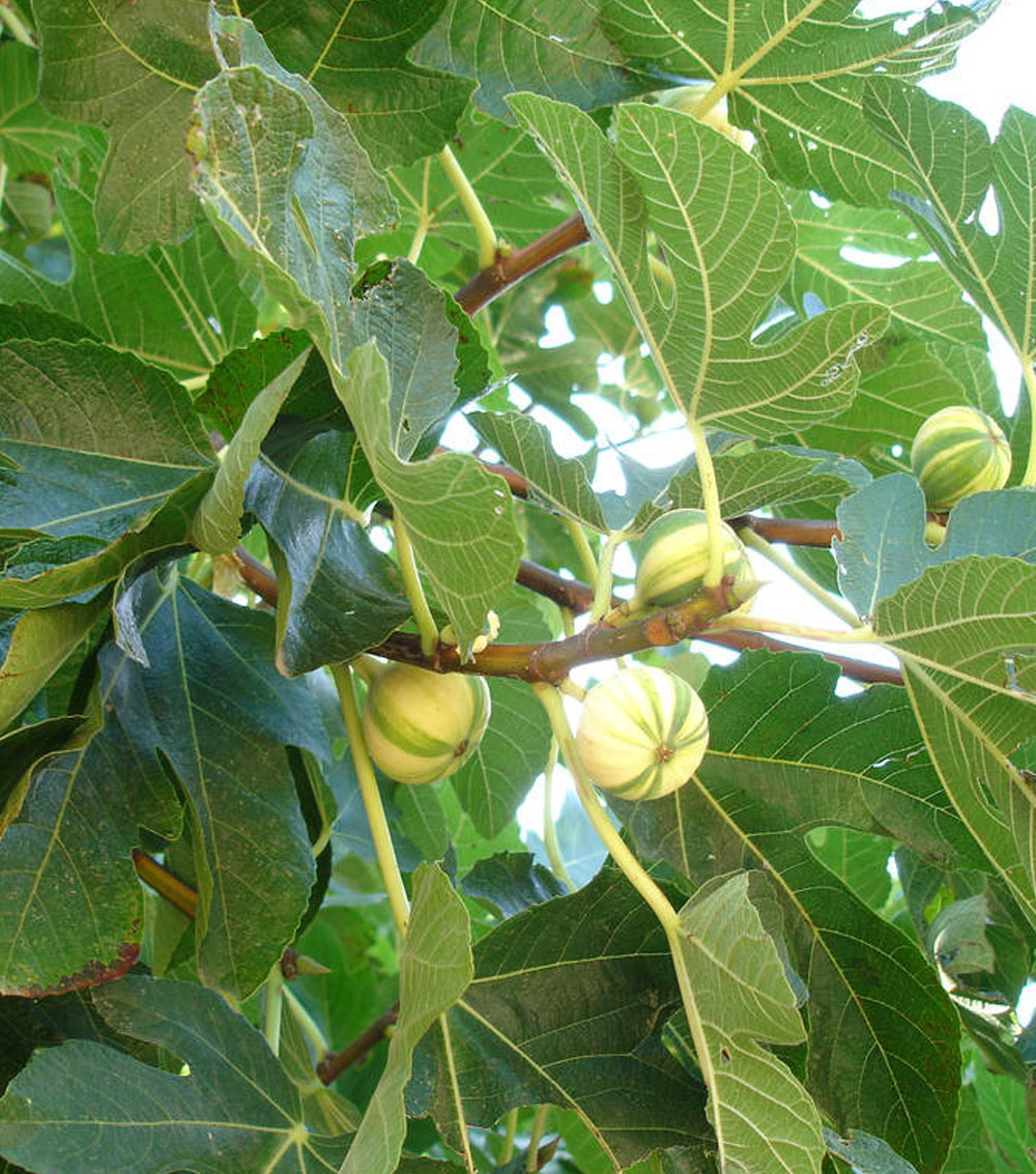 Higuera “Ficus carica”-0