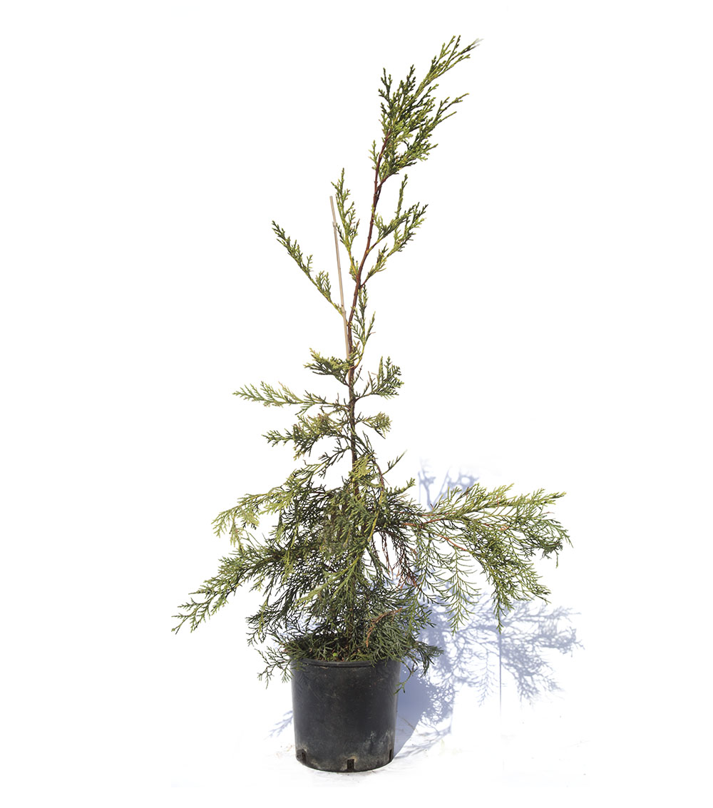 Cupressocyparis leylandii-1338