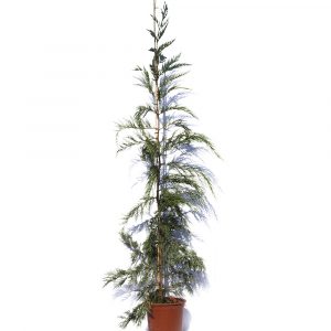 Cupressocyparis leylandii-1337