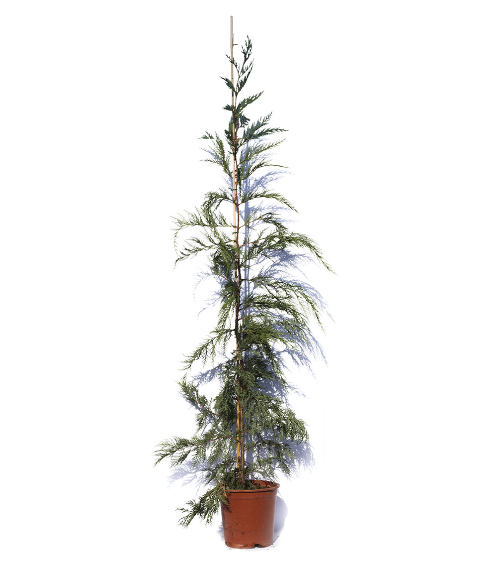 Cupressocyparis leylandii-1337