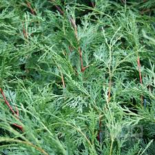 Cupressocyparis leylandii-1701