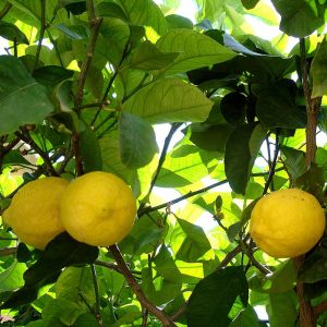 Limonero (Cítricos)-0